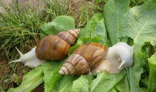 蜗牛发出的声音怎么办 蜗牛怎么吃东西